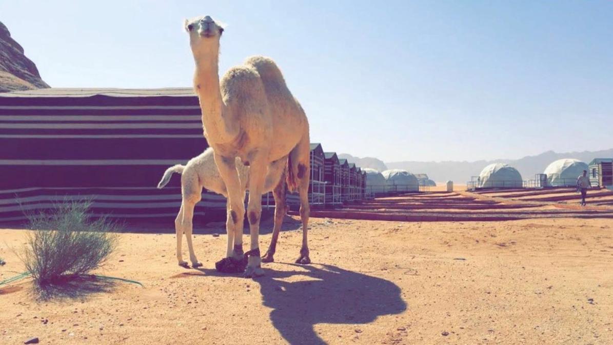 Oryx Camp Hotel Wadi Rum Esterno foto